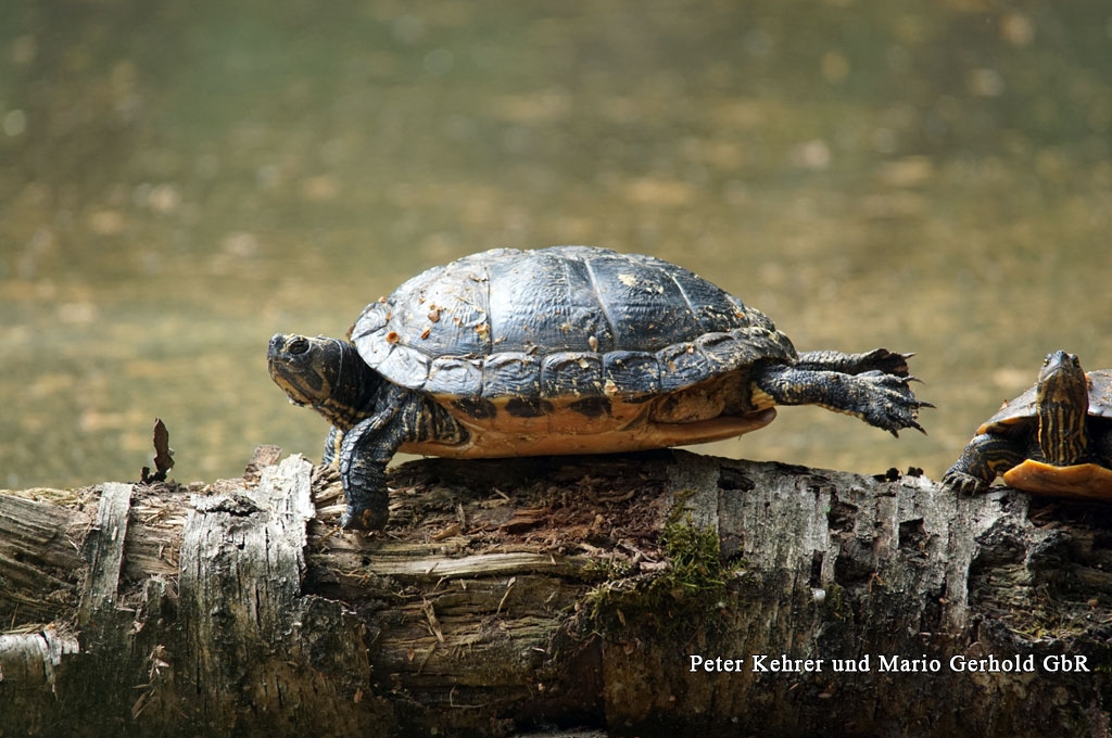 Verborgenes, Die Schildkröten im Rümpfwald