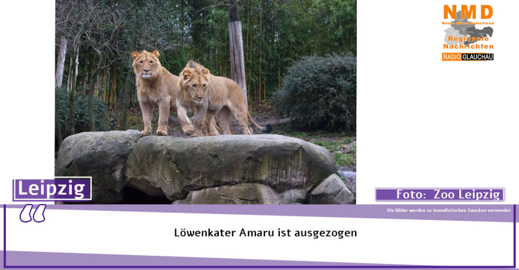 Zoo Leipzig - Löwenkater Amaru ist ausgezogen
